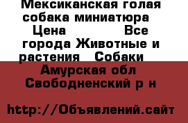 Мексиканская голая собака миниатюра › Цена ­ 53 000 - Все города Животные и растения » Собаки   . Амурская обл.,Свободненский р-н